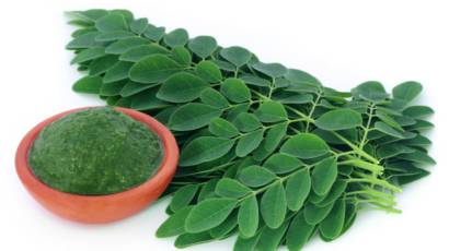 la moringa