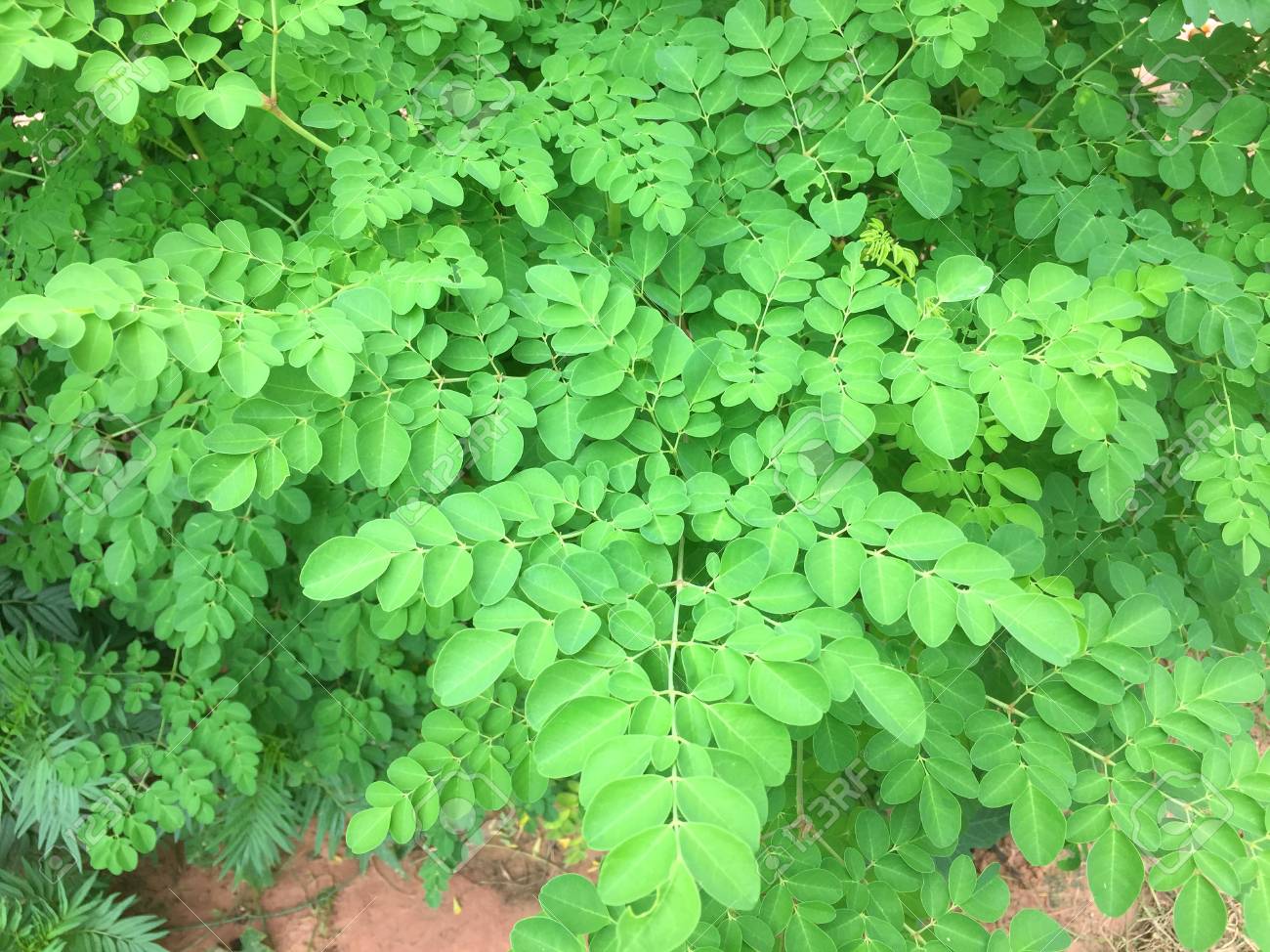 la moringa